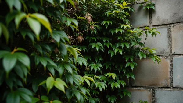 Vibrant Leaves Next To Weathered Boundary Wall