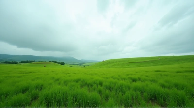 Vibrant Meadow Landscape With Overcast Sky
