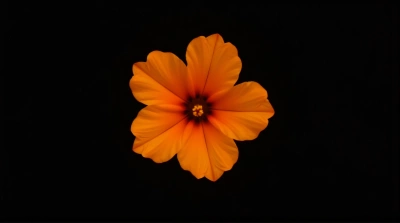 Vibrant Orange Flower Against Black Background