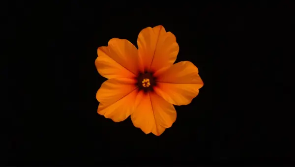 Vibrant Orange Flower Against Black Background