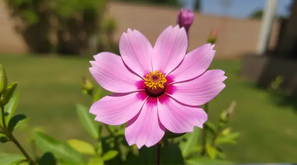 Vibrant pink flower with yellow center and symmetrical petals in a sunlit garden setting