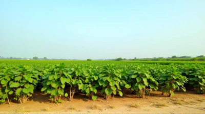 Vibrant Vegetation Field Under Clear Blue Sky
