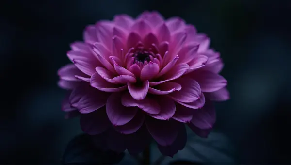 Vibrant Violet Flower Close-Up Sharp Focus