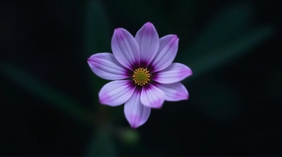 Violet Bloom Against Dark Background Contrast