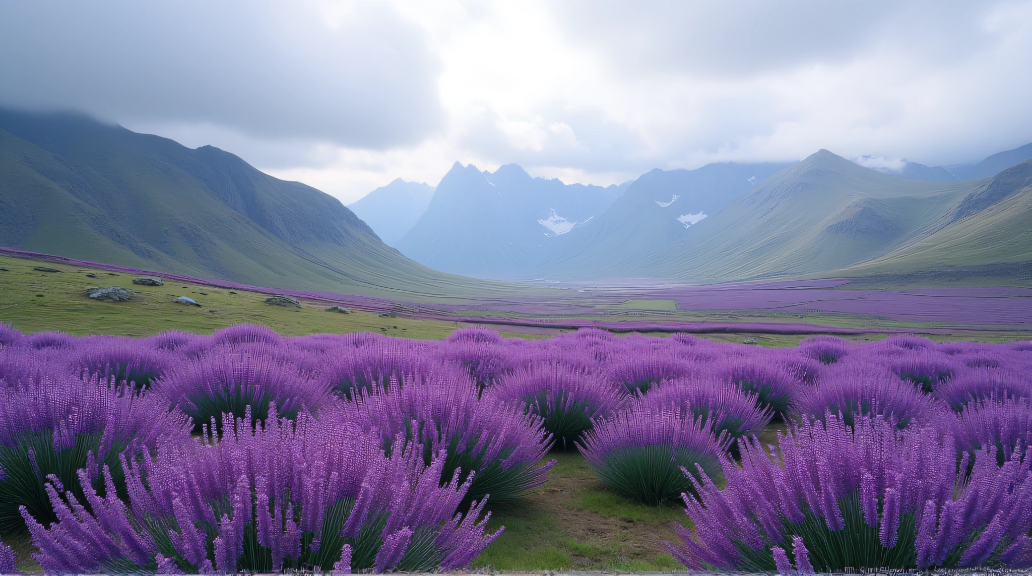 Violet Blooms Covering Rolling Hills Under Overcast Sky