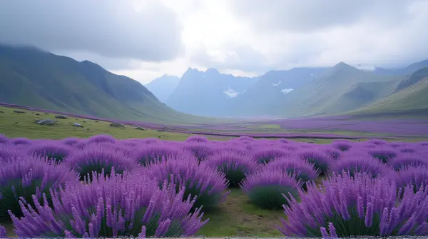 Violet blossoms spread across rolling hills beneath rugged peaks and an overcast sky in soft natural light.