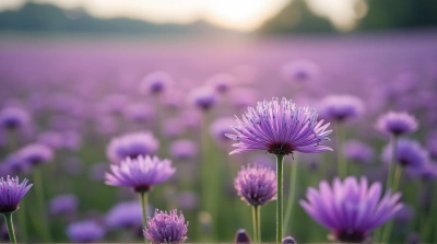 Violet Blossoms Cluster In Expansive Meadow