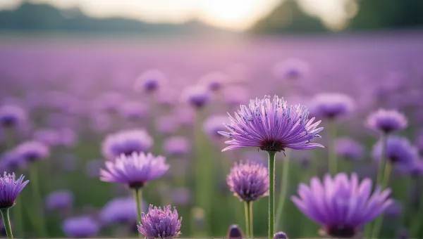 Violet Blossoms Cluster In Expansive Meadow