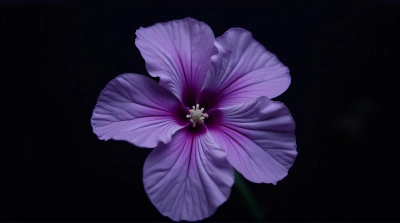Violet Flower Macro Showing Intricate Veins