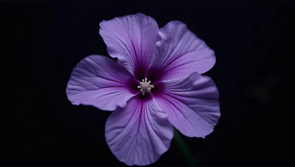 Violet Flower Macro Showing Intricate Veins