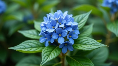 Vivid Azure Blossoms On Lush Foliage Cluster