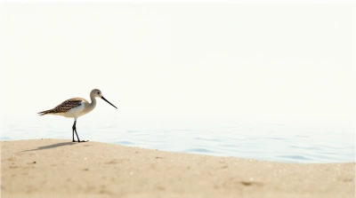 Wading Shorebird Profile With Textured Sand Foreground