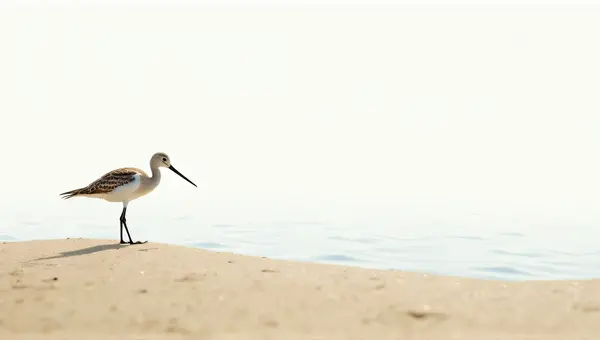 Wading Shorebird Profile With Textured Sand Foreground