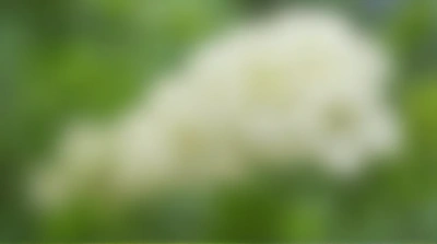 White Flower Buds Cluster Soft Focus Natural Light