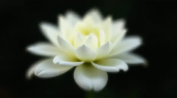 Close-up of a white flower showing layered petals against a dark blurred background