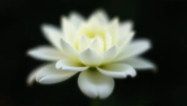 White Flower Close-Up With Layered Petals