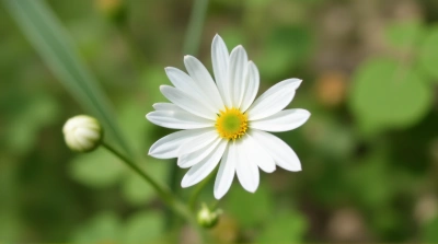 White Flower Close-Up With Natural Light Detail