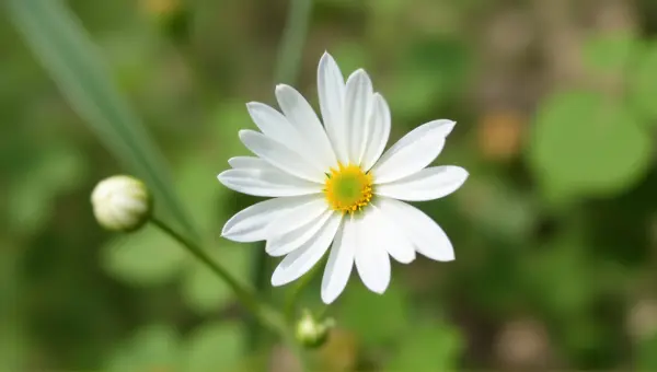 White Flower Close-Up With Natural Light Detail