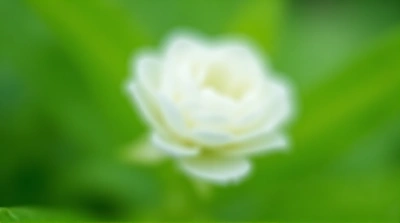 White Flower Close-Up With Soft Green Background