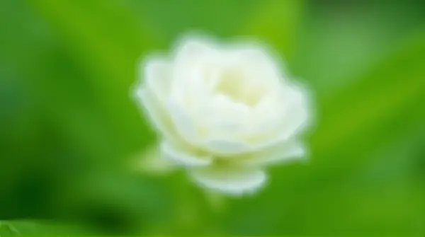 Close-up of a white flower with smooth layered petals against a soft green background