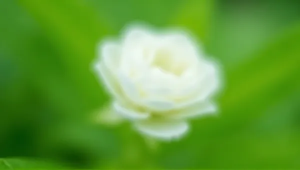 White Flower Close-Up With Soft Green Background