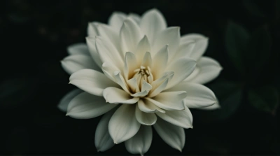White Flower Close-Up Soft Light Dark Background