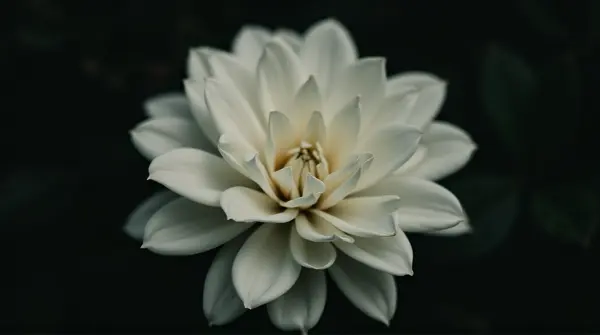 Close-up of a white flower softly lit against a dark blurred background showing layered smooth petals.