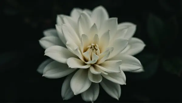 White Flower Close-Up Soft Light Dark Background