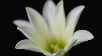 White Flower Close-Up With Soft Light Detail