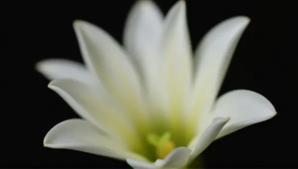 White Flower Close-Up With Soft Light Detail