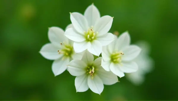 White Flower Cluster Close-Up With Green Background