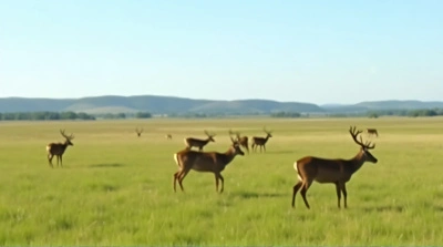 Wildlife Gathering In Sunny Meadow With Hills