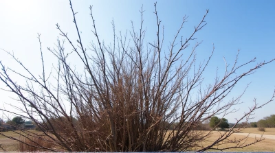 Withered Foliage And Leafless Branches Under Clear Sky