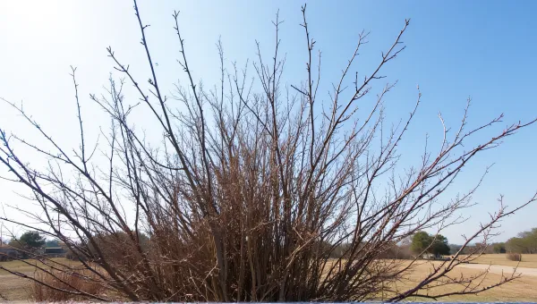 Withered Foliage And Leafless Branches Under Clear Sky