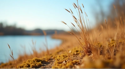 Withered Golden Vegetation Near Quiet Lake Shore