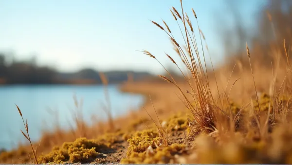 Withered Golden Vegetation Near Quiet Lake Shore