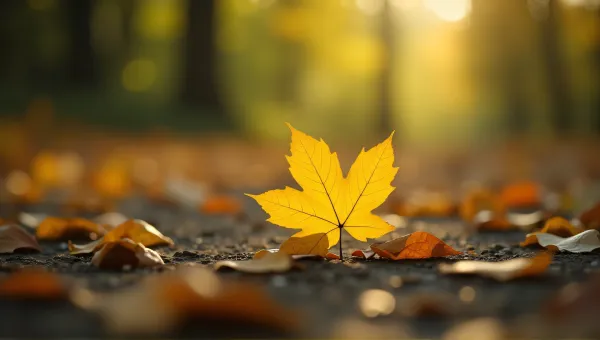 Yellow Leaf Close-Up With Natural Background
