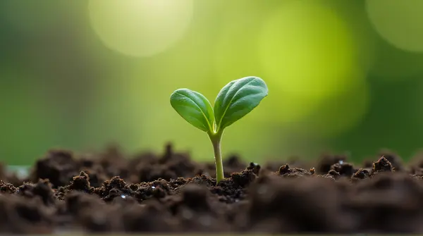 Young Sprout Emerging From Soil In Soft Light