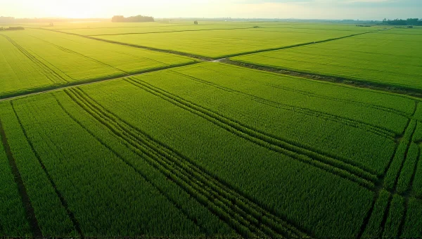 Aerial View Green Crop Field Midday Sky
