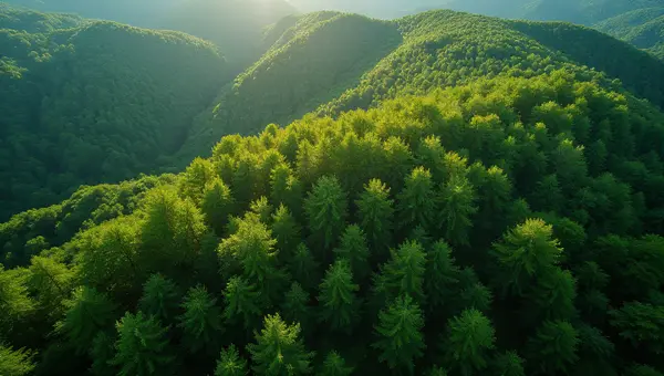 Aerial View Of Lush Green Trees On Rolling Terrain