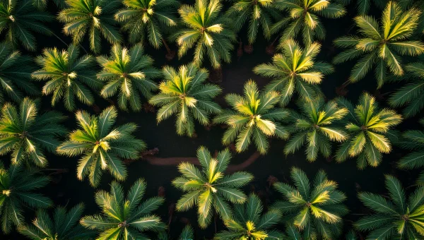 Aerial View Of Palm Trees Canopy Patterns