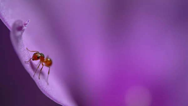Ant Crawling on Purple Flower Petal Macro