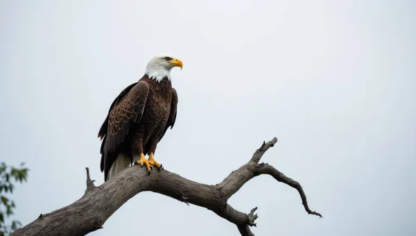 Bald Eagle Perched on Gnarled Tree Branch