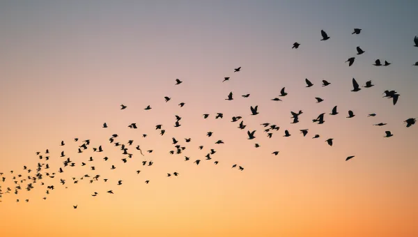 Birds Silhouette in Flight Against Dusk Sky