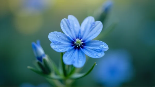 Blue Flower Petals With Water Droplets Close-Up