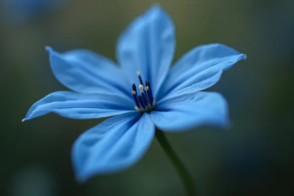 Blue Petaled Flower Detail in Soft Lighting