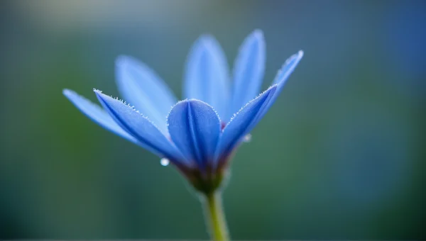 Blue Petaled Flower with Dew, Macro Perspective