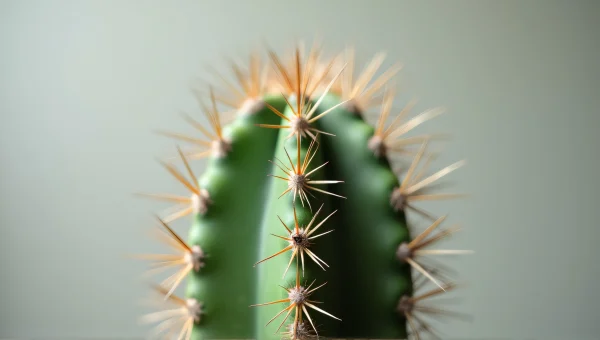 Cactus Plant Close-Up With Textured Spines