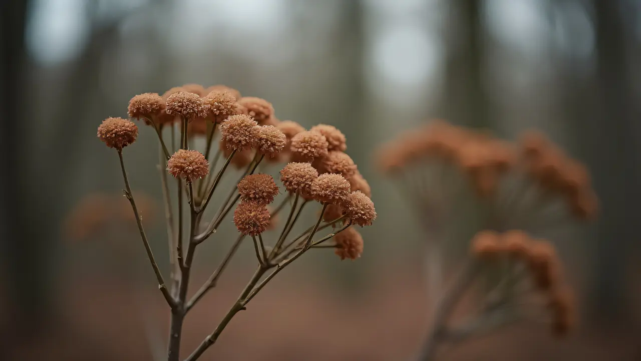 Close-up of clustered brown-petaled flowers with soft backlight.