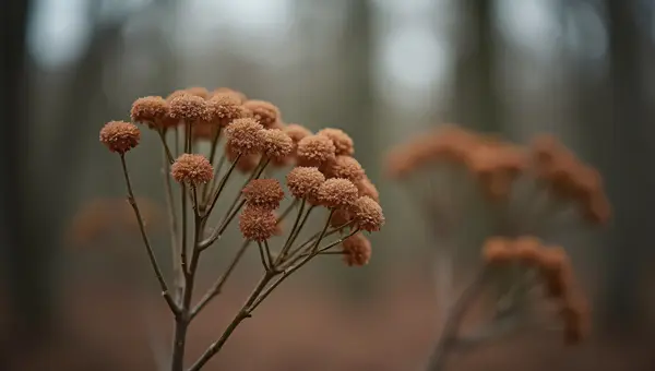Close-Up Brown Petal Flowers In Soft Light